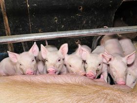 El Bienestar Animal, del cumplimiento normativo a la necesidad en el sector porcino